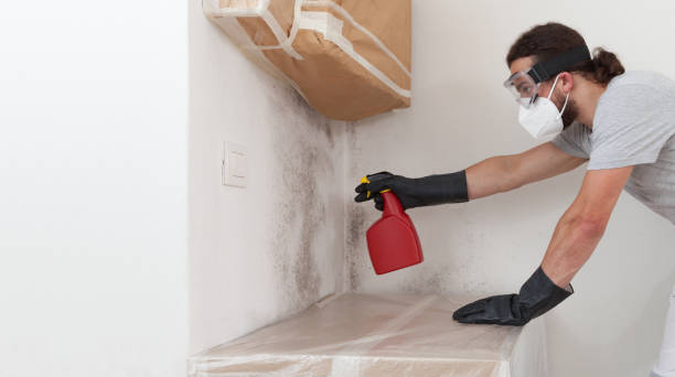 Basement Mold Remediation treatment on basement walls in Catlett